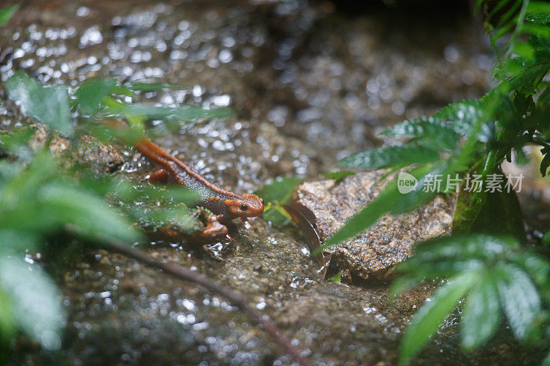 动物:成年喜马拉雅蝾螈(Tylototriton verrucosus)，也被称为鳄鱼蝾螈、鳄鱼蝾螈、喜马拉雅蝾螈和红节蝾螈。